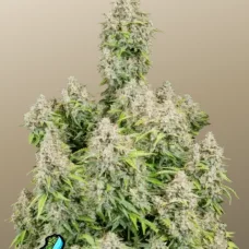 Original AUTO CINDERELLA